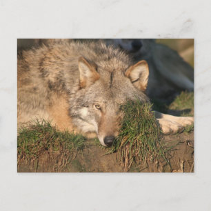 wolf postcard