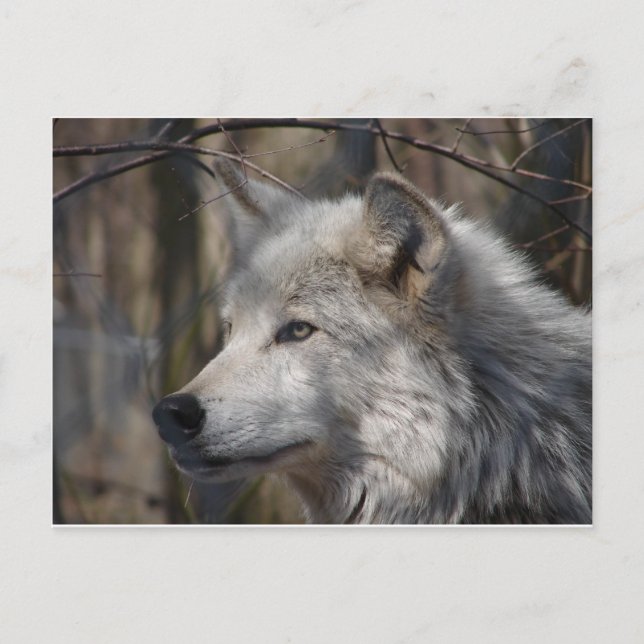 Wolf Postcard (Front)