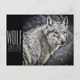 Wolf [Postcard] Postcard