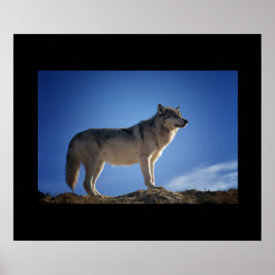 Wolf Poster