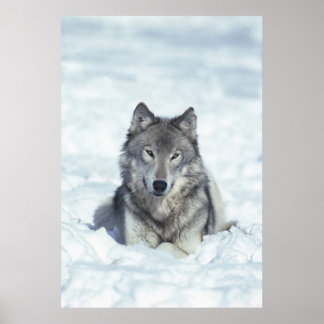 Wolf Poster