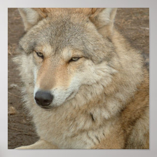 Wolf Poster Print