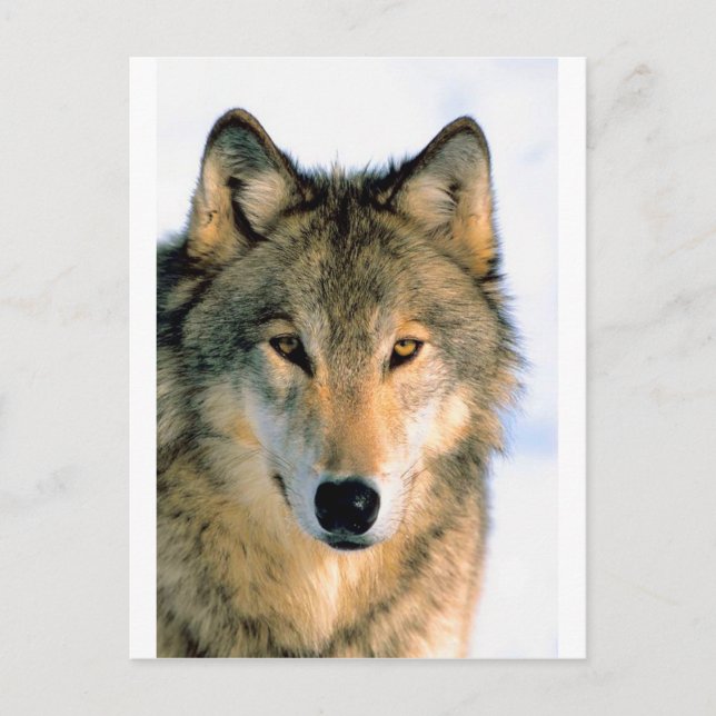 WOLF PROTECTED ANIMAL POSTCARD (Front)
