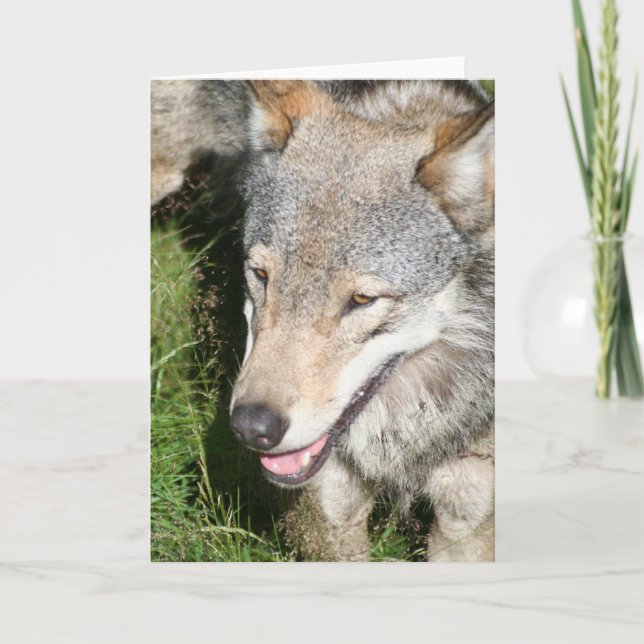 Wolf Prowl Greeting Card (Front)