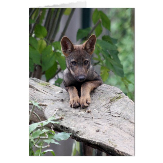 wolf pup (Front)