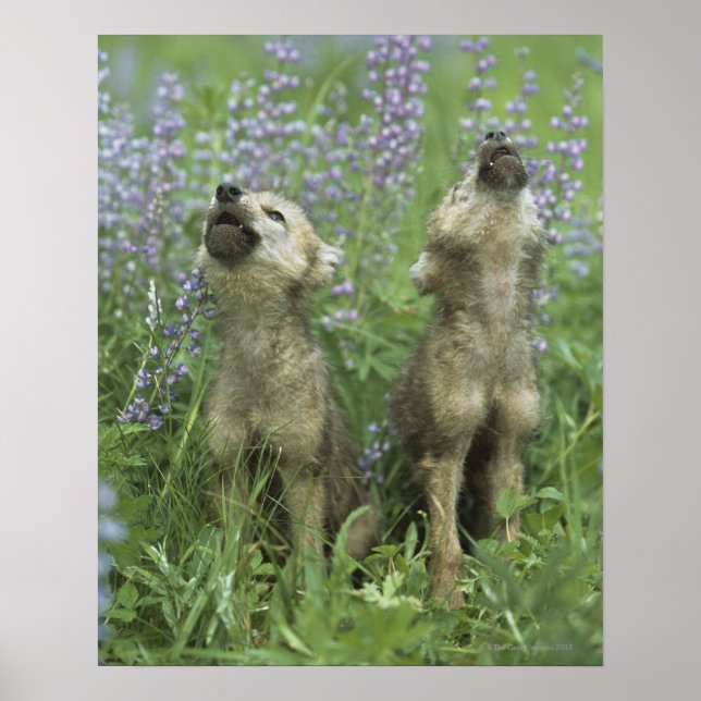 Wolf Puppies Howling In Meadow Poster (Front)