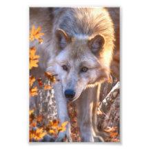 Wolf Puppy AUTUMN COLORS