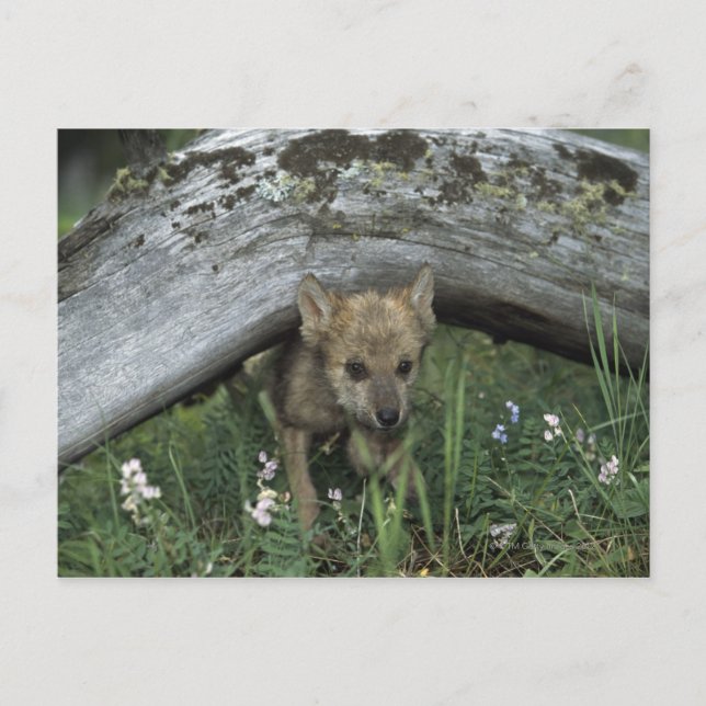 Wolf Puppy Going Under Log Postcard (Front)