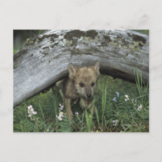 Wolf Puppy Going Under Log Postcard