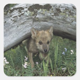 Wolf Puppy Going Under Log Square Sticker
