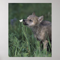 Wolf Puppy Sniffing Mountain Wildflower