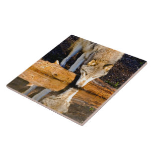 Wolf Reflections Ceramic Tile