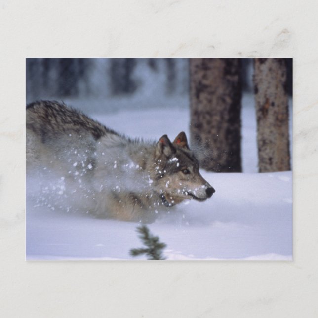 Wolf Running In Snow Postcard (Front)