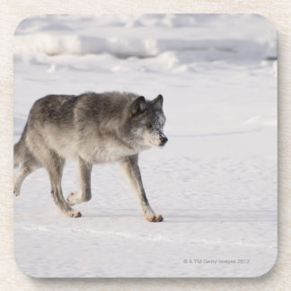 Wolf running in the snow coaster