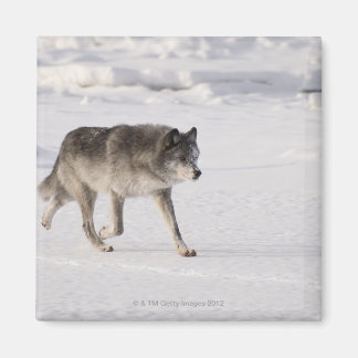 Wolf running in the snow magnet