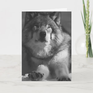WOLF SNOW PHOTOGRAPHY BIRTHDAY CARD
