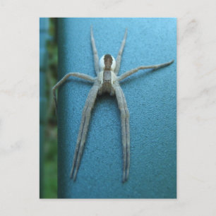 Wolf Spider 165 ~ postcard