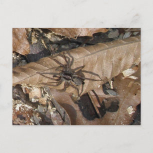 Wolf Spider (Gladicosa gulosa) Postcard