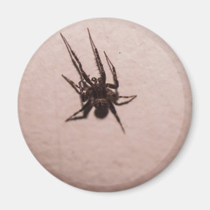Wolf Spider Magnet