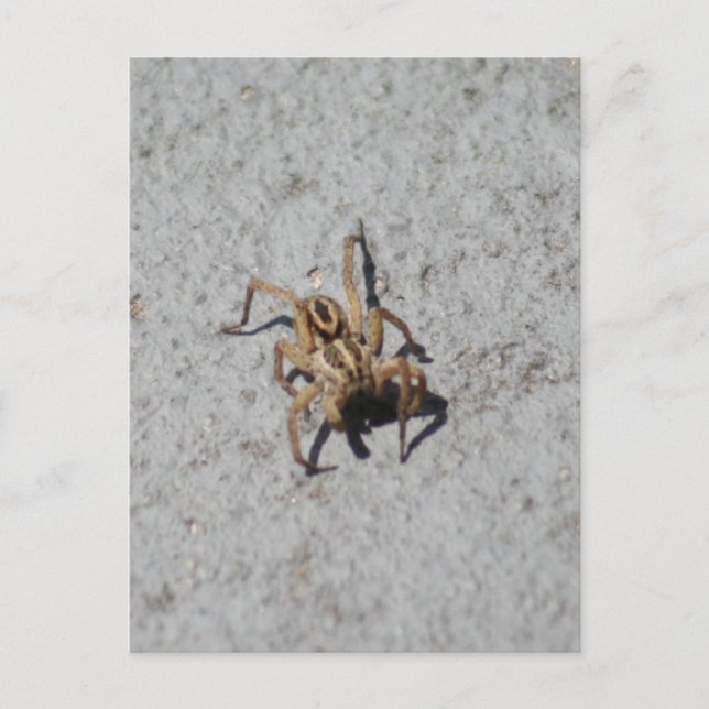 Wolf Spider Postcard (Front)