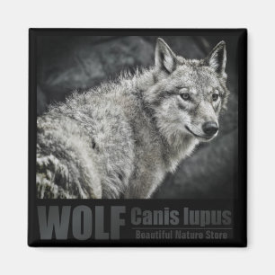 WOLF:Square Magnet