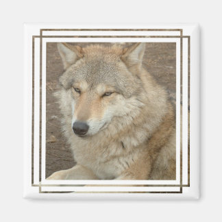 Wolf Square Magnet