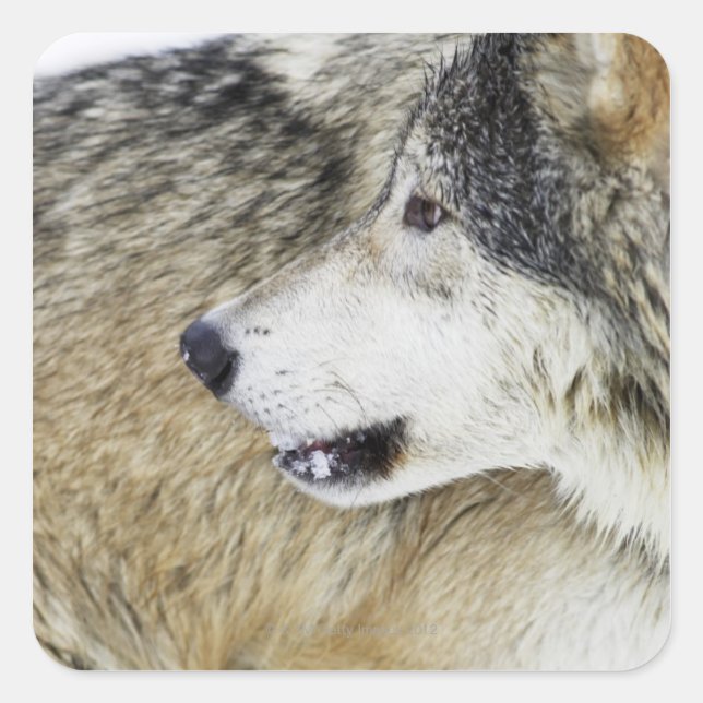 Wolf Square Sticker (Front)