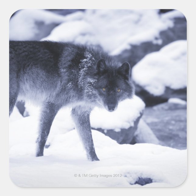 Wolf Square Sticker (Front)