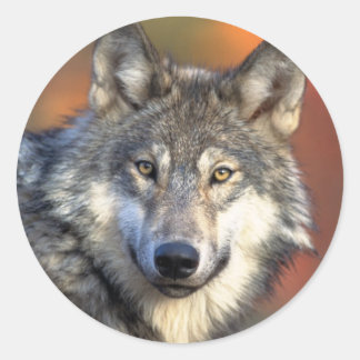 Wolf sticker