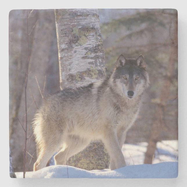 Wolf Stone Coaster (Front)