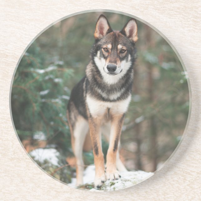 Wolfdog Coaster (Front)