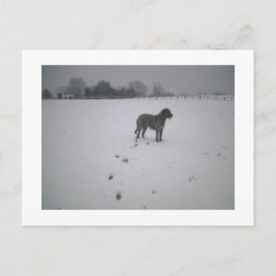 Wolfhound in snow postcard