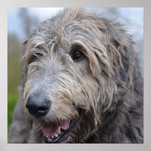 Wolfhound Poster
