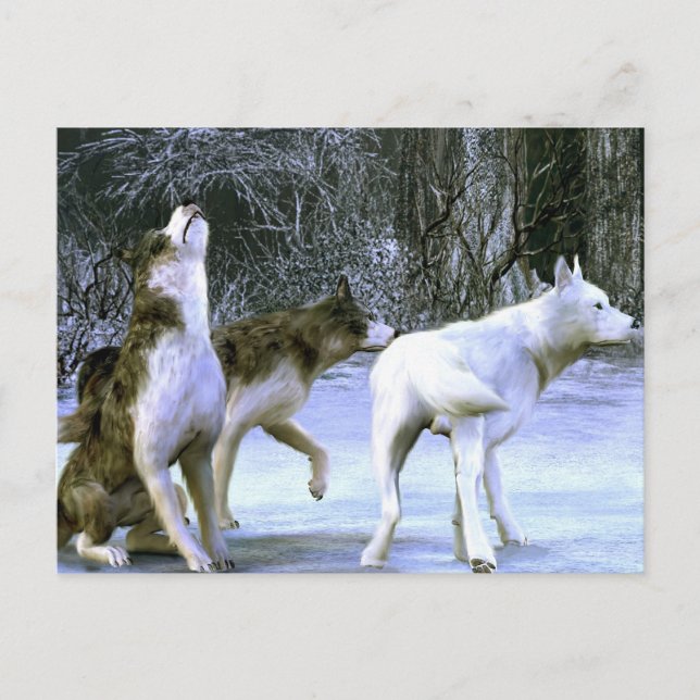 wolfpack postcard (Front)