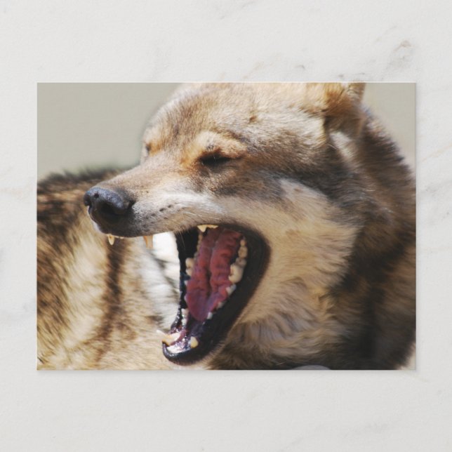 Wolf's Fangs Postcard (Front)