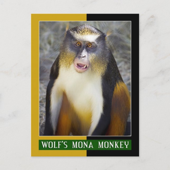Wolf's Mona (Guenon) Monkey Postcard (Front)