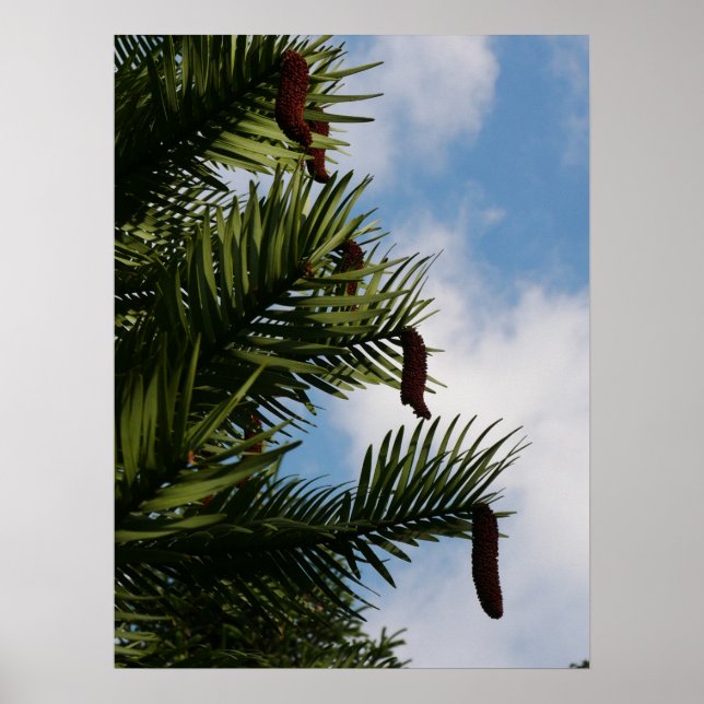 Wollemi Pine Tree Cones Poster (Front)
