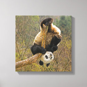 Wolong Panda Reserve, China, 2 1/2 yr old Canvas Print