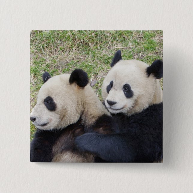 Wolong Reserve, China, Giant panda hugging 15 Cm Square Badge (Front)