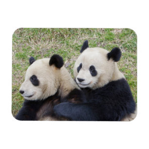 Wolong Reserve, China, Giant panda hugging Magnet
