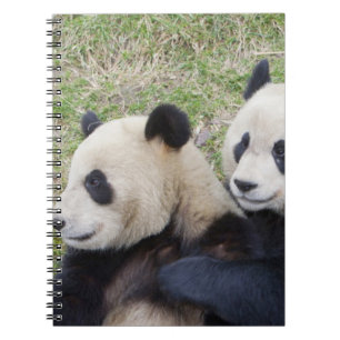 Wolong Reserve, China, Giant panda hugging Spiral Notebook