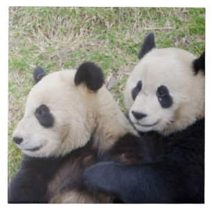 Wolong Reserve, China, Giant panda hugging Tile