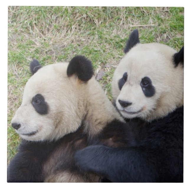 Wolong Reserve, China, Giant panda hugging Tile (Front)