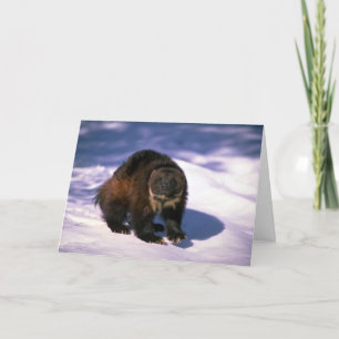 Wolverine on snow card