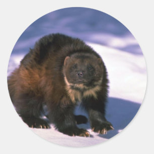 Wolverine on snow classic round sticker