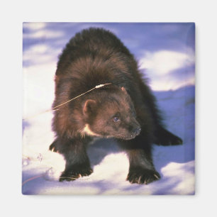 Wolverine on snow magnet