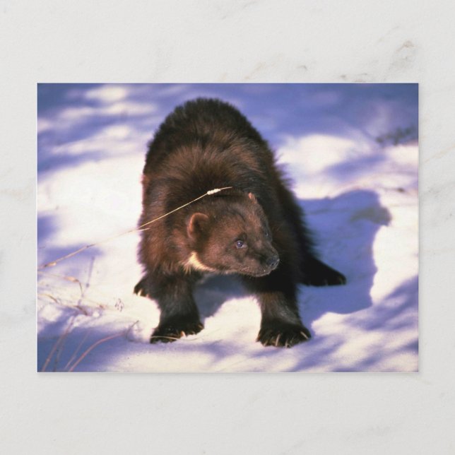 Wolverine on snow postcard (Front)