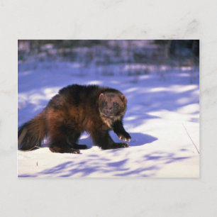 Wolverine on snow postcard