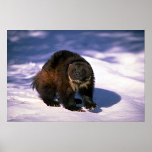 Wolverine on snow poster