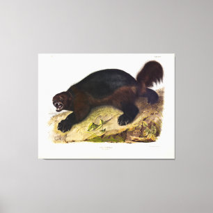 Wolverine or Wolverene (Gulo gulo) by Audubon Canvas Print